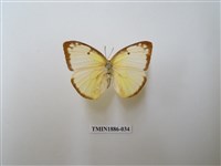 藏品(遷粉蝶)的圖片